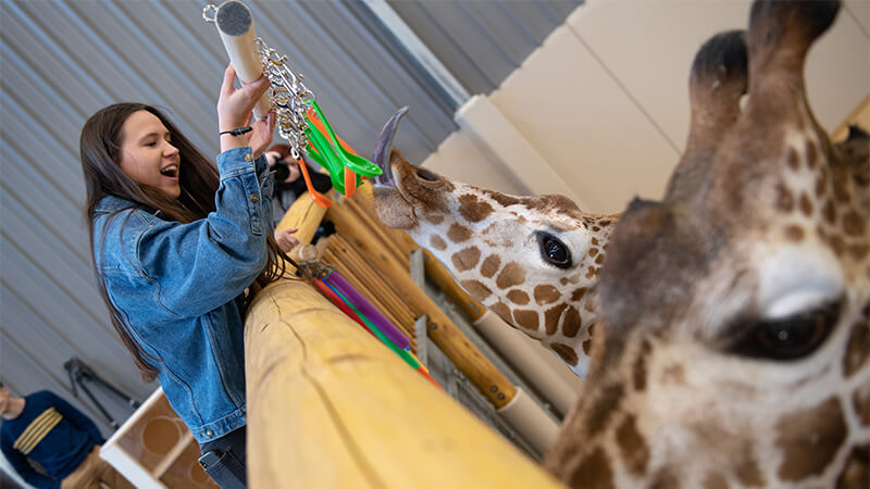 Student working with giraffes at Lincoln Zoon