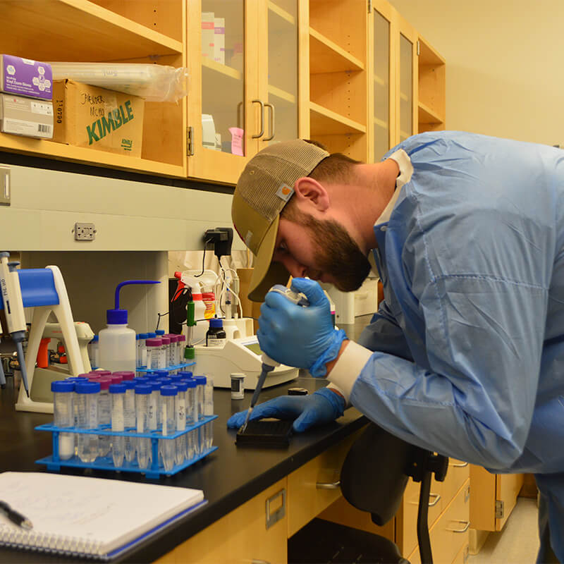 Student researcher at a lab counter, filling cells from a pipette.