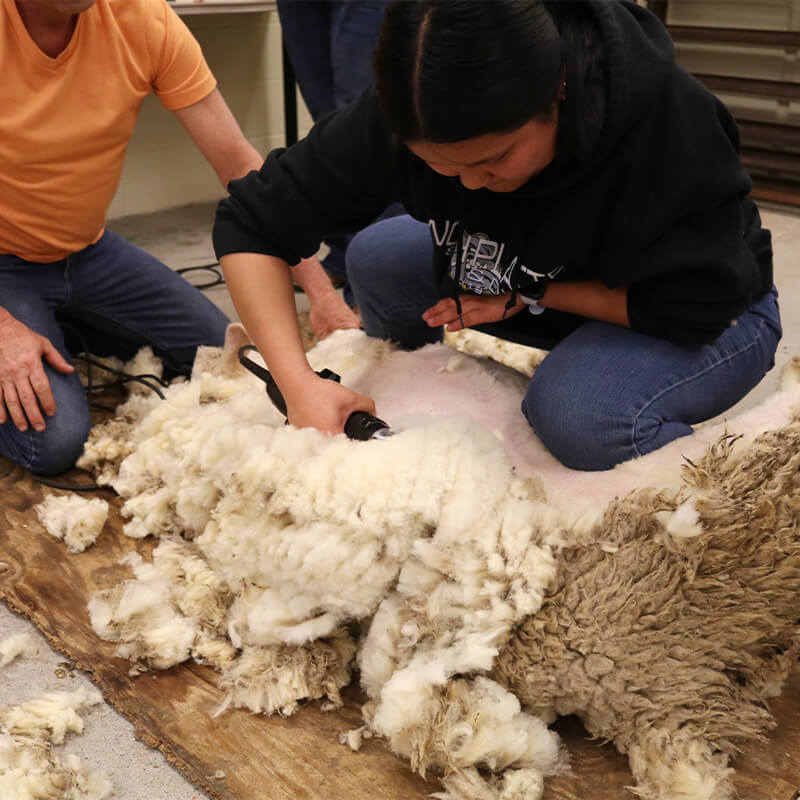 Two students shear wool off a sheep.