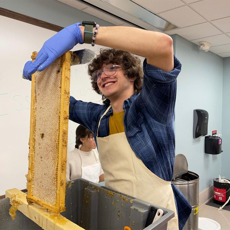 Student removing bee honeycomb