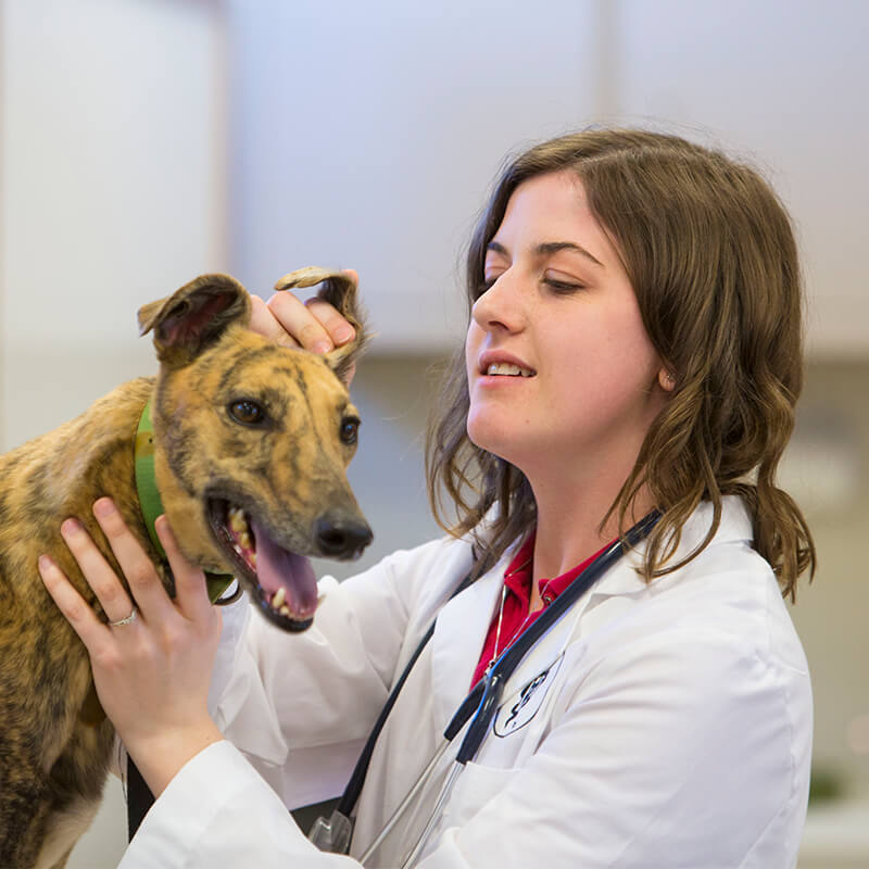 Student in lab coat looking at dog