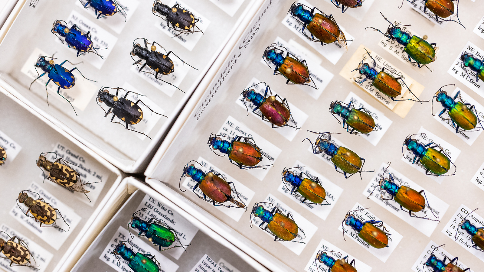 Close up of insect specimens