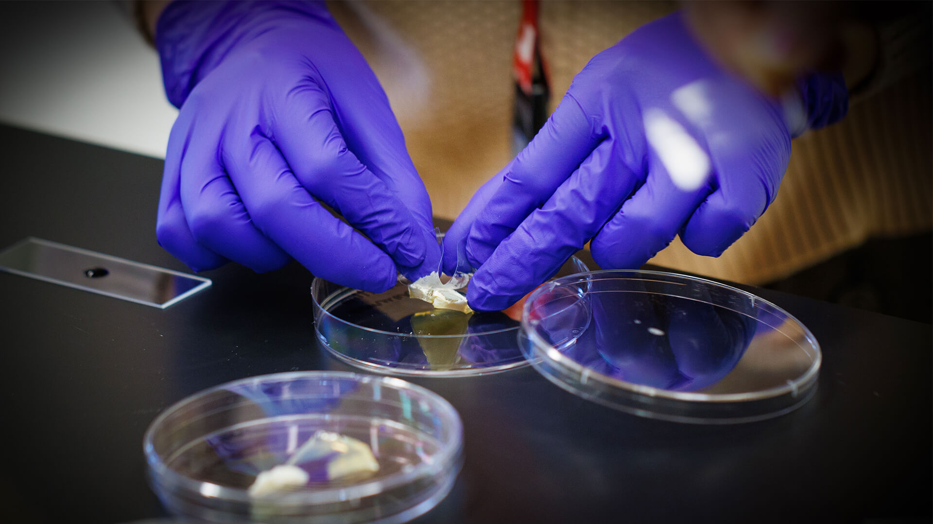 Gloved hands working on sample in plate