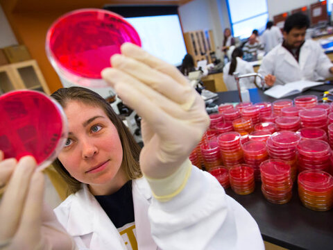 Student researcher holds two red Petri dishes up to the light.