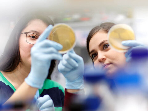 Students look into petri dish.